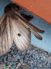 Eudyaria venata