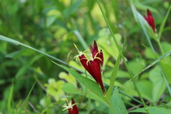 Spigelia marilandica