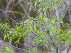 Fraxinus cuspidata