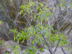 Fraxinus cuspidata