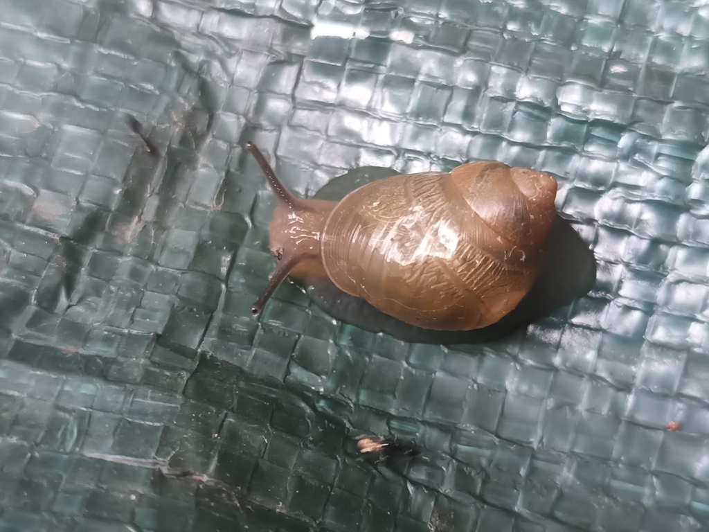 Simpulopsis limpida