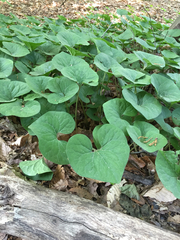 Asarum canadense