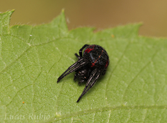 Parawixia bistriata