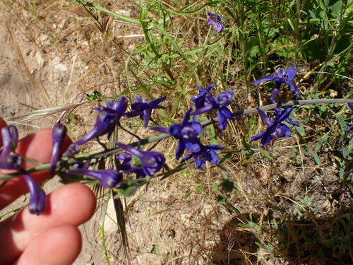 umbrella larkspur (Delphinium umbraculorum)