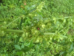 Cryptocephalus notatus