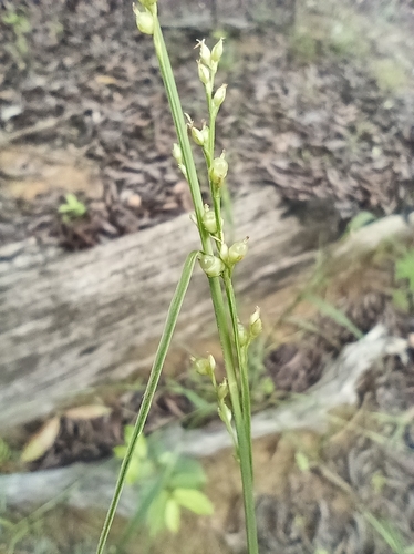 Scleria microcarpa, photograph 6