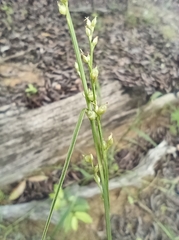 Scleria microcarpa, photograph (c) Guillaume Delaitre, some rights reserved (CC BY)