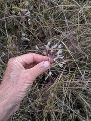 Allium peninsulare
