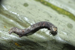 Hypomecis