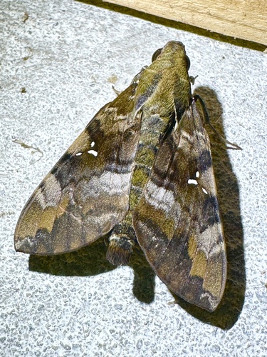 Accented Nephele