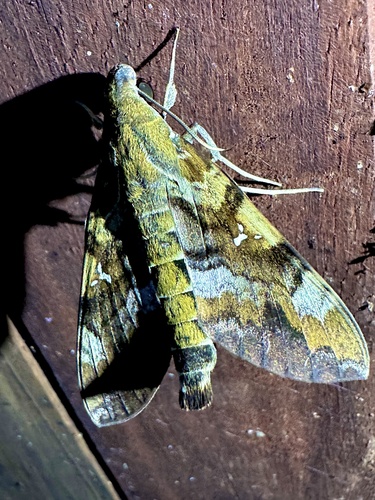 Accented Nephele