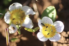 Californian Violet (Hesperochiron)