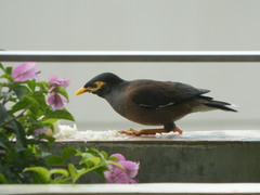 Acridotheres tristis