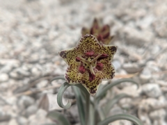 Fritillaria pinetorum
