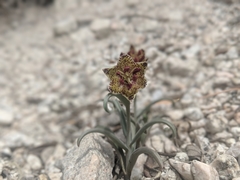 Fritillaria pinetorum