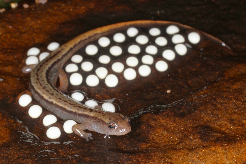 Eurycea bislineata from Holyoke, MA, USA on 2024년 05월 18일 (토) at 01:11 오후 by Max Olson. Eggs, young to old larvae, and... 