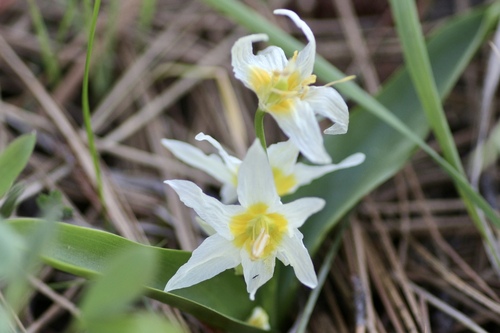 Klamath fawnlily (Erythronium klamathense)