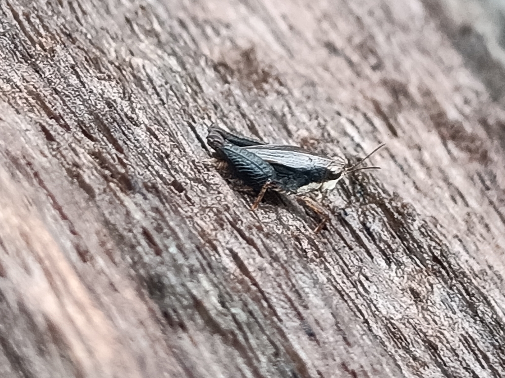 Tettigidea claudei