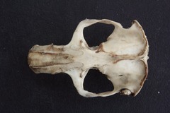 Cratogeomys merriami