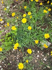 Tetraneuris linearifolia