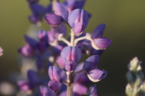 Image of Lupinus caudatus by no rights reserved