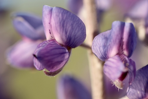 tailcup lupine (Lupinus caudatus)