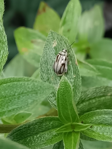 Walterianella oculata