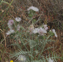 Galactites tomentosus