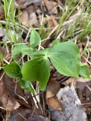 Trillium
