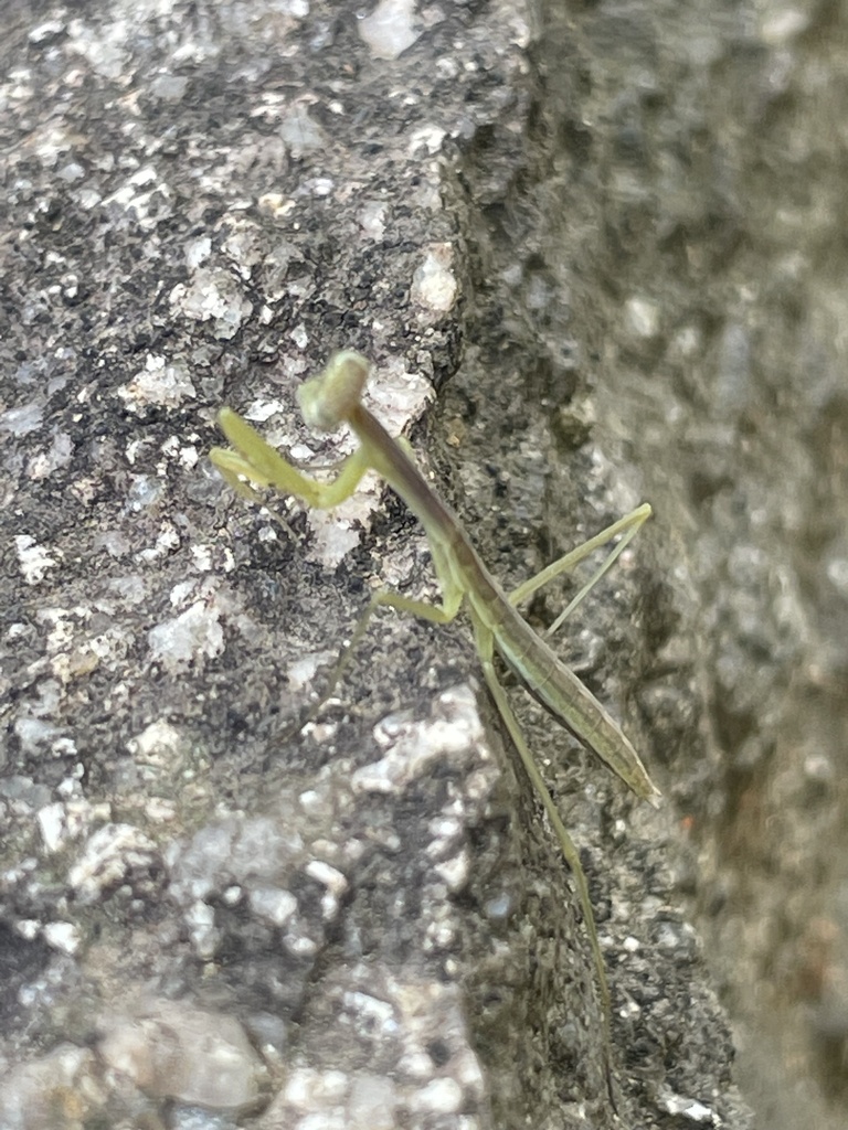 Chinese mantis from cherokee rd richmond va us on may 20 2024 at 02