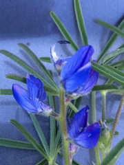 Lupinus angustifolius