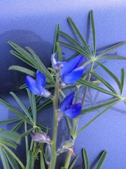 Lupinus angustifolius