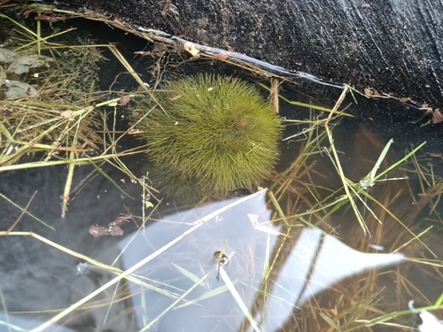 Yellow Cabomba (Cabomba aquatica)