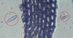 Naviculales