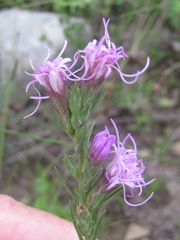 Liatris punctata mucronata