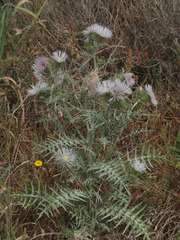 Galactites tomentosus