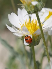Coccinella monticola