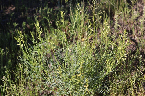 Image of Astragalus filipes by no rights reserved