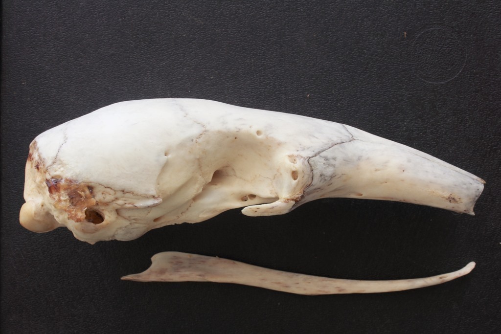 Tamandua mexicana mexicana