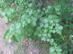 Cercis canadensis texensis