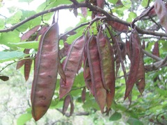 Cercis canadensis texensis