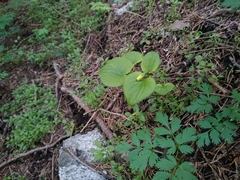 Viola acutifolia