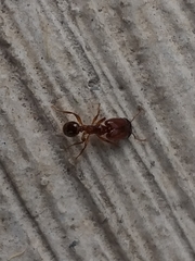Pheidole absurda