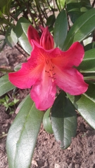 Rhododendron ponticum