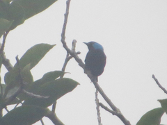 Dacnis venusta