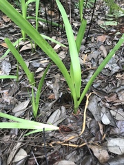 Lachnanthes caroliniana image