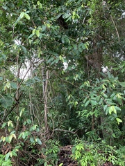 Lacistema aggregatum