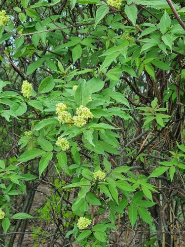 Sambucus sibirica (Sambucus sibirica)