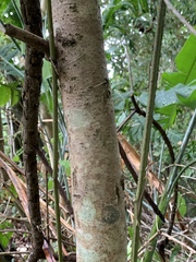 Lacistema aggregatum