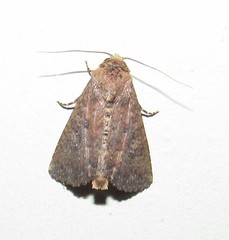 Condicini